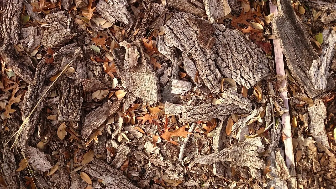 A close view of loose bark and wood chips