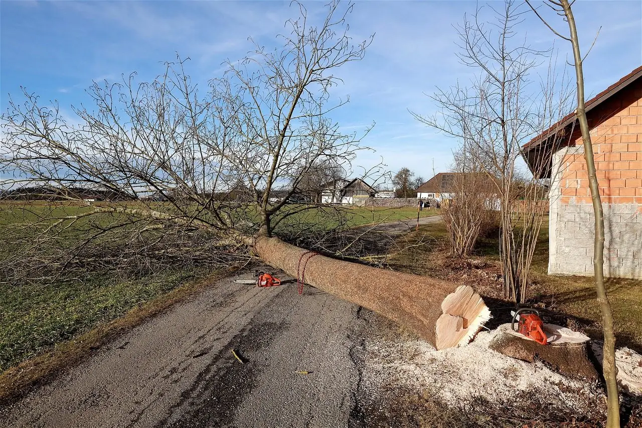 A freshly cut stump with sawdust around it and the felled trunk lying alongside