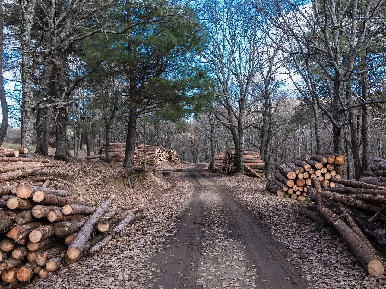 Long stacks of cut logs lining both sides of a dirt track through a wooded tract