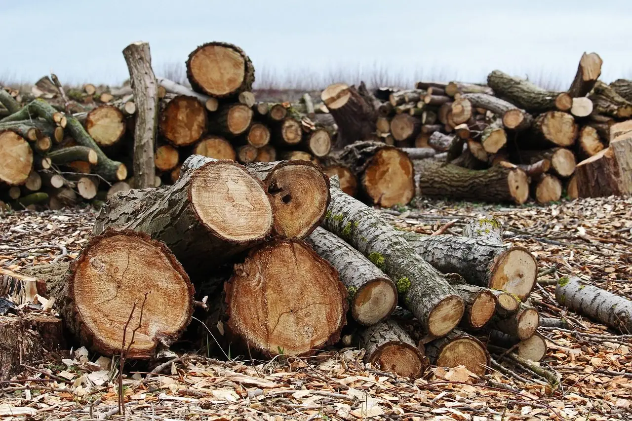 A heap of cut trunks and limbs on wood chips