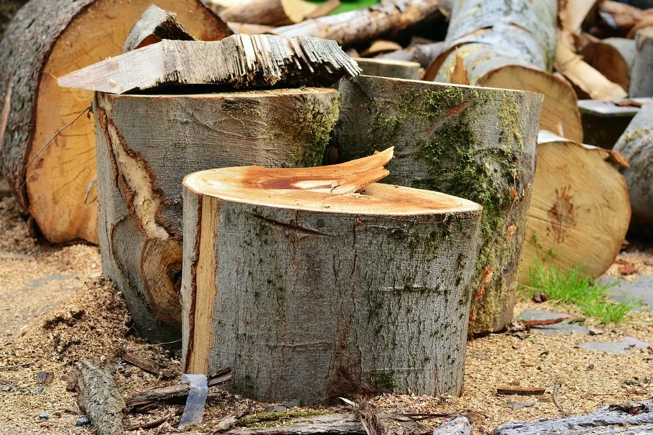 Sawn rounds of a tree trunk stacked on the ground